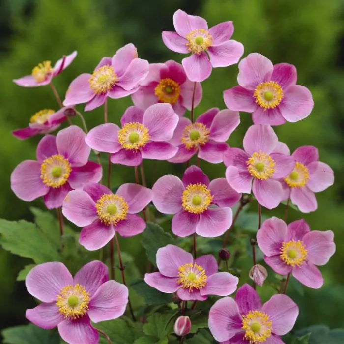 Anemone hupehensis 'Praecox'