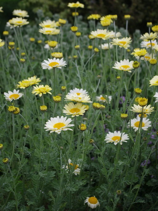 Creamy yellow Anthemis ‘Susanna Mitchell’ daisies in a gravel garden