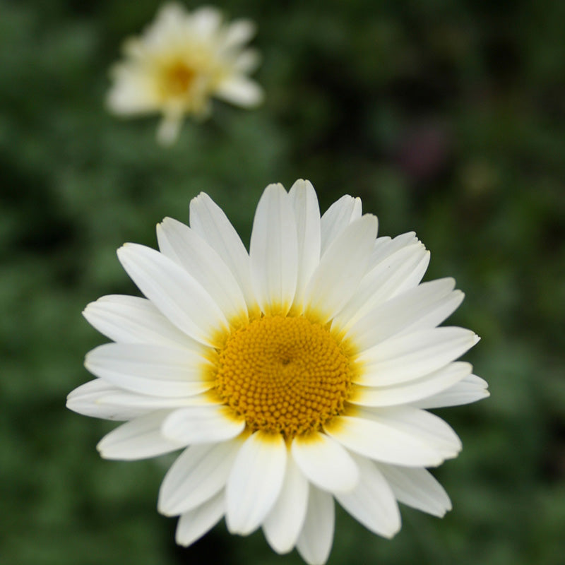 Marguerite | Anthemis 'Tinpenny Sparkle'