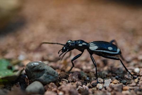 Egyptian Predator Beetle | Anthia sexmaculata
