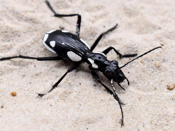 Egyptian Predator Beetle | Anthia sexmaculata