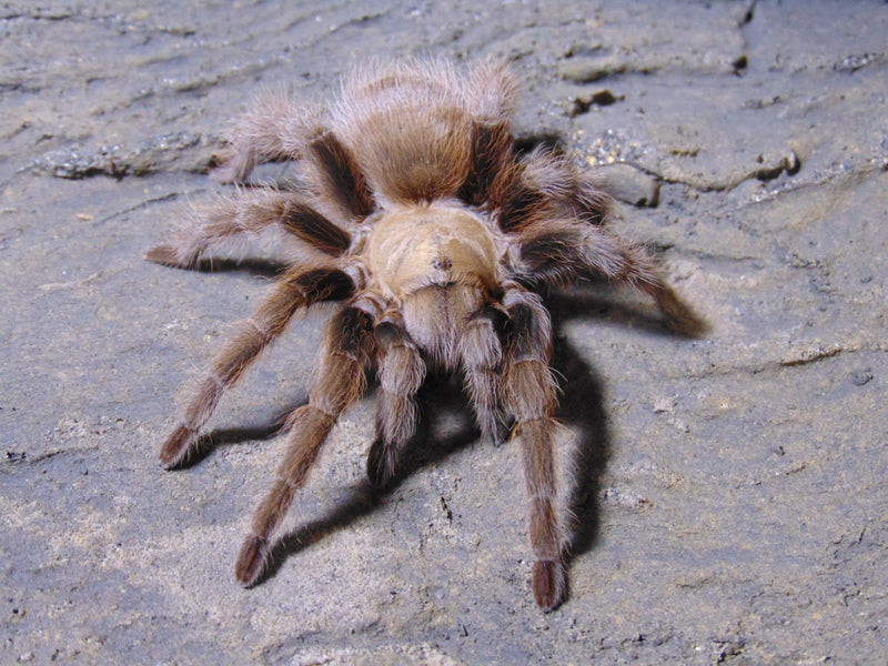 Texas Brown Tarantula | Aphonopelma hentzi med