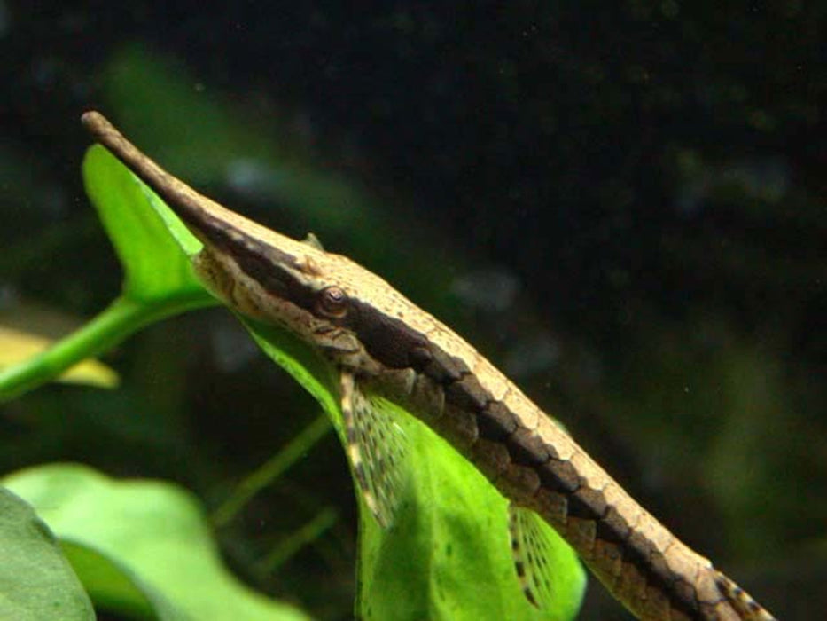 Farlowella Twig Catfish Medium