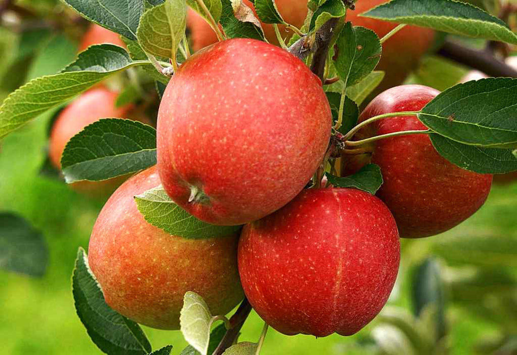 Apple 'Red Windsor' 2 year Bush - Self Fertile