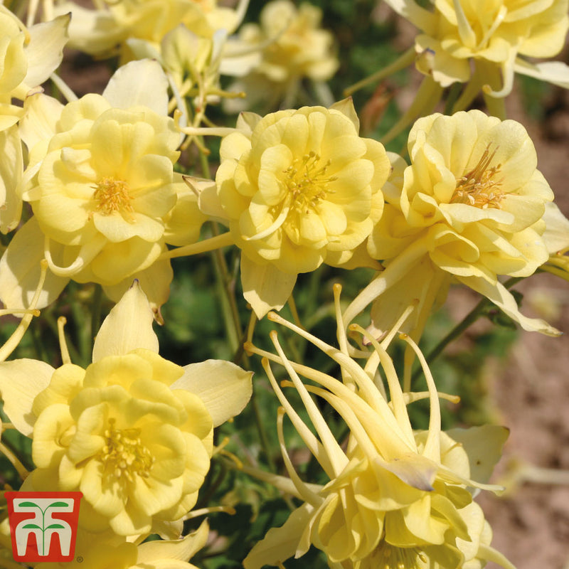 Aquilegia x Caerulea 'Sunshine'