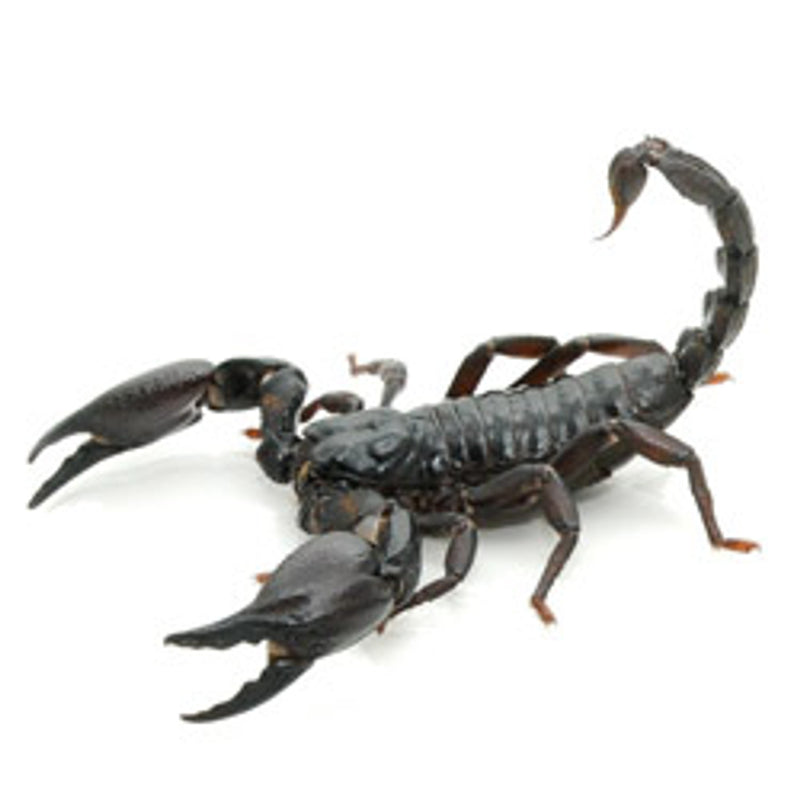 Asian Forest Scorpion | Heterometrus silenus