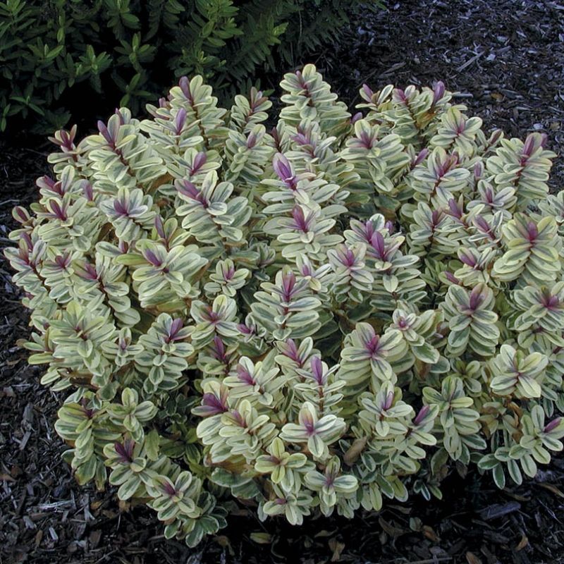Hebe Classica 'Tricolor' (P15)