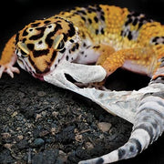 Arcadia Earth Pro Shed Support 30g — official product information