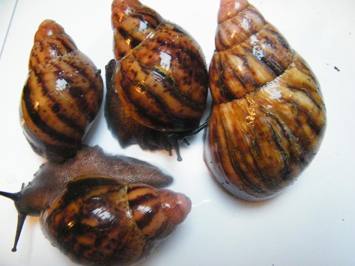 Albino Giant West African Snail - Archachatina marginata suturalis