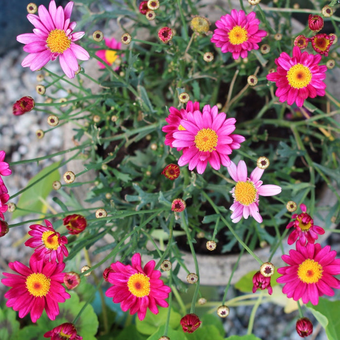 Argyranthemum Frutescens La Rita - Pink P18