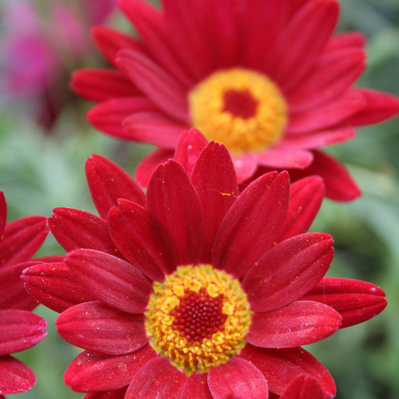 Argyranthemum 'Madeira Red' (2  Litre)