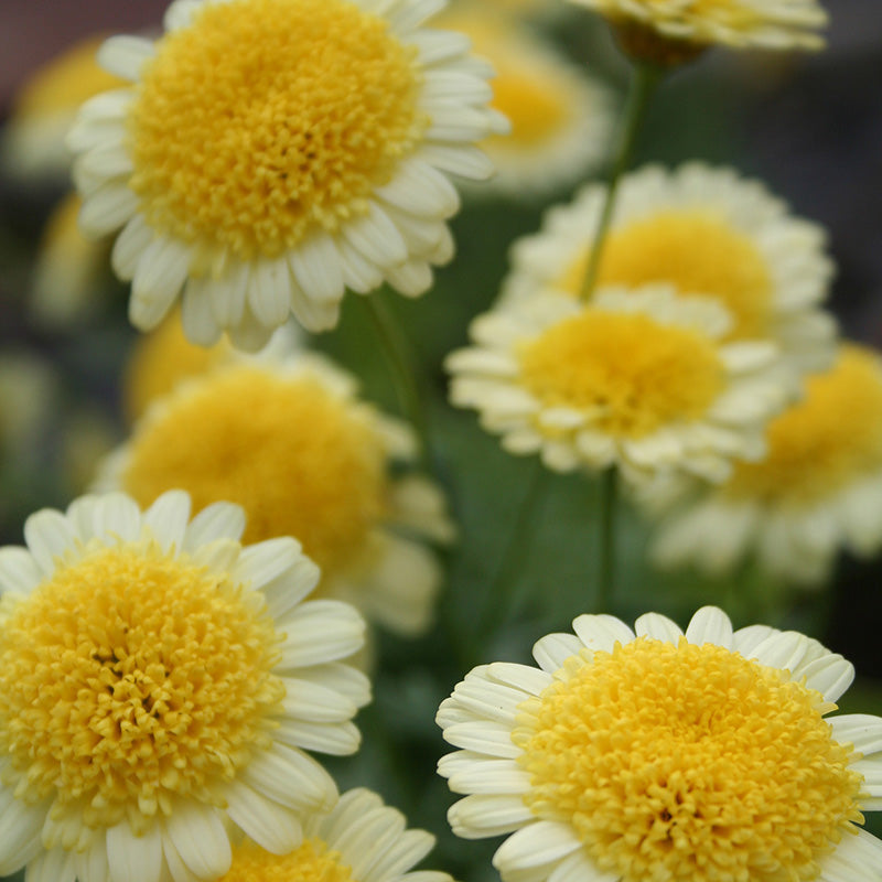 Argyranthemum Madeira Crested Yellow