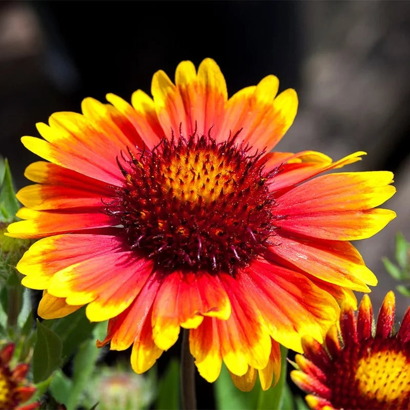 Gaillardia 'Arizona Sun' 2L