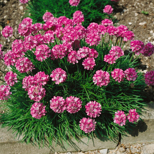 Armeria 'Armada Pink' (9cm)