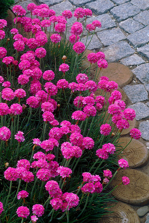 Armeria 'Armada Pink' (9cm)
