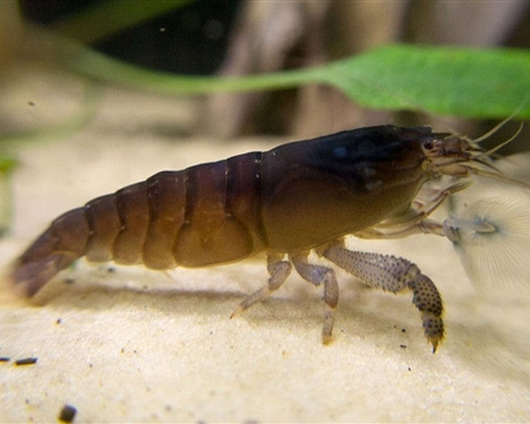 Armoured Shrimp (ML)