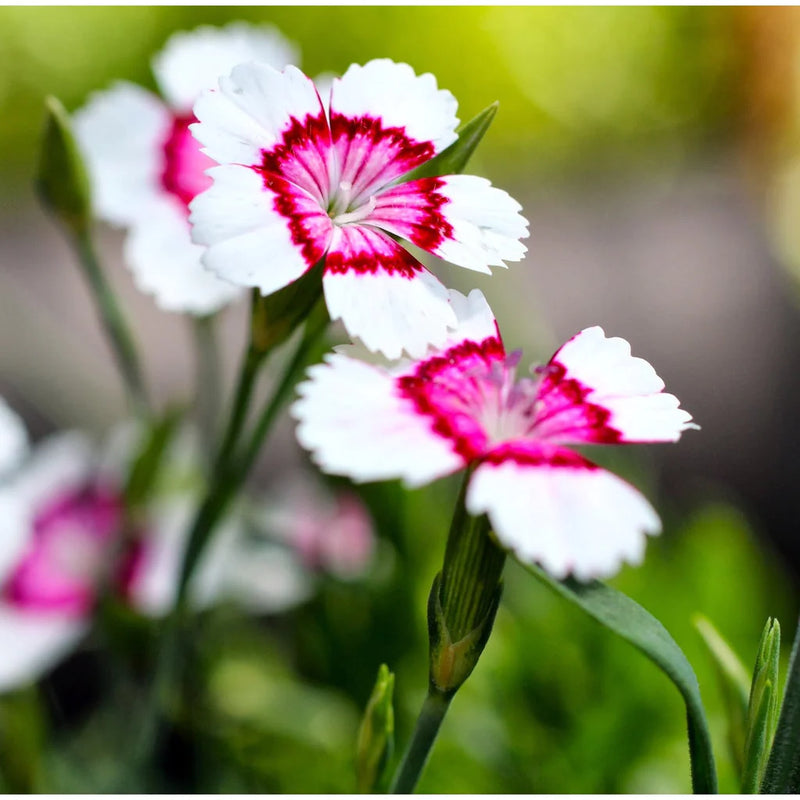Dianthus 'Arctic Fire' 9cm