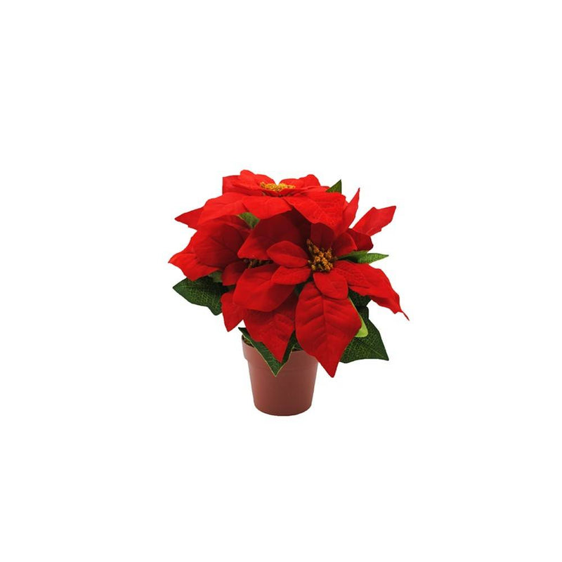 Poinsettia Plant Christmas Red 27 cm in Pot