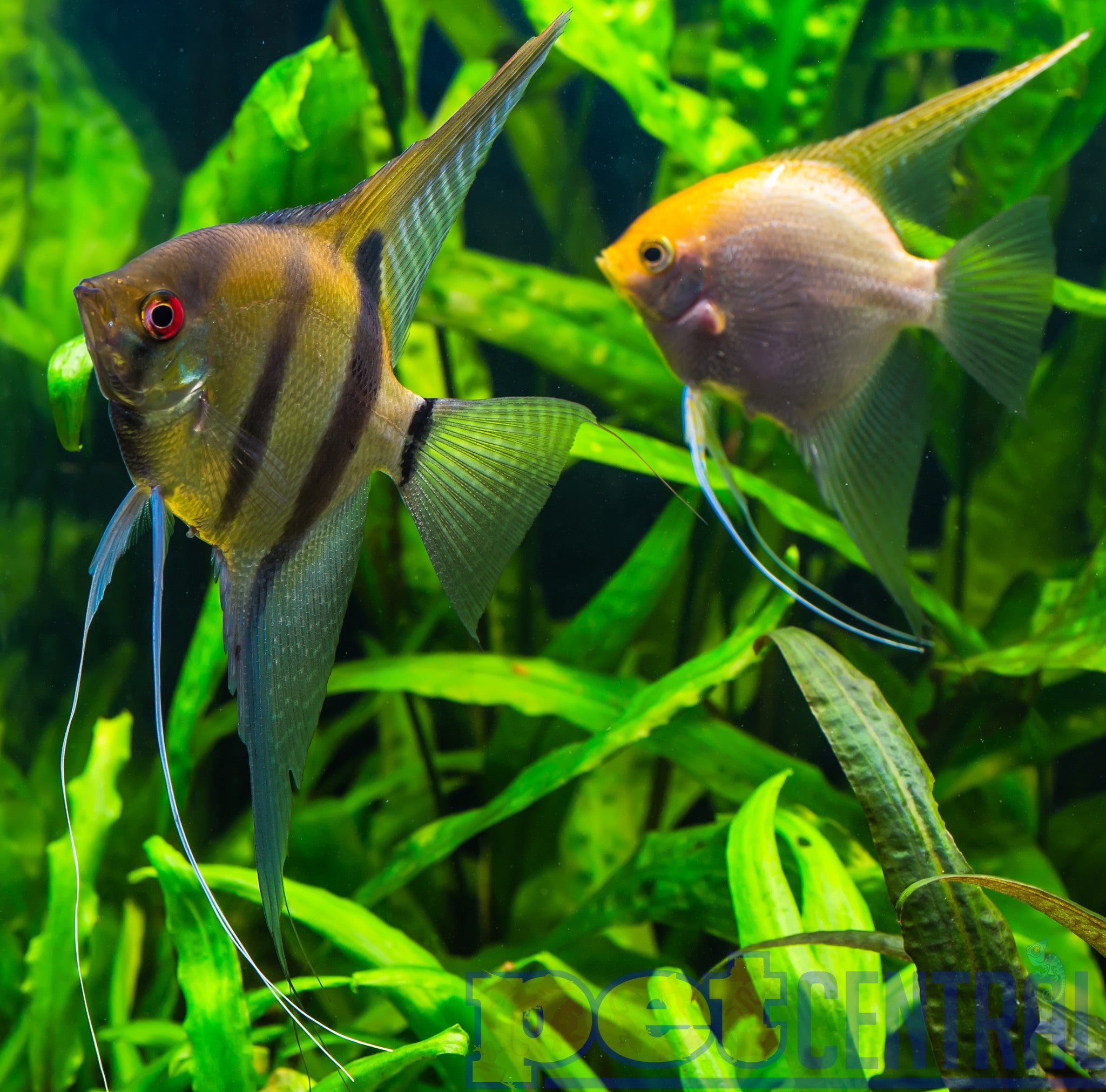 Buy Tropical Fish Online Ireland Buy Freshwater Fish Online Buy