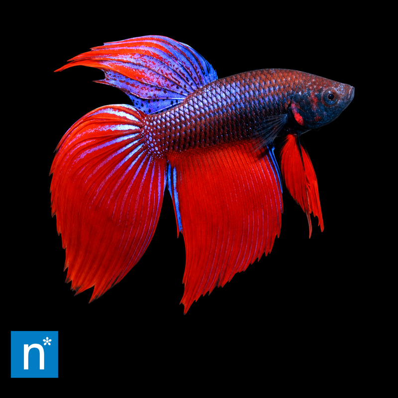 Assorted Male Siamese Fighter XL | Betta splendens – representative fish on black background with Newlands logo; colour and fin shape vary