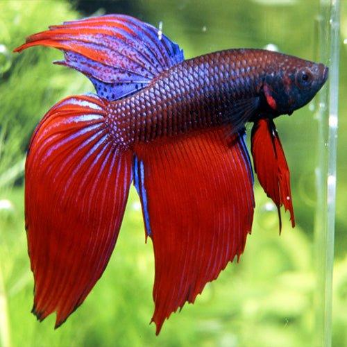 Siamese Fighter Assorted Male XL — Newlands Garden Centre