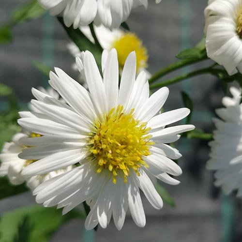 Aster Novi-Belgii 'Snow Cushion' (2 Litre)
