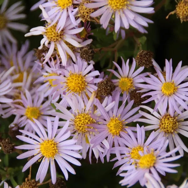 Aster Ageratoides 'Asran' 2 Litre