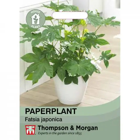 Paperplant False Castor Oil Plant