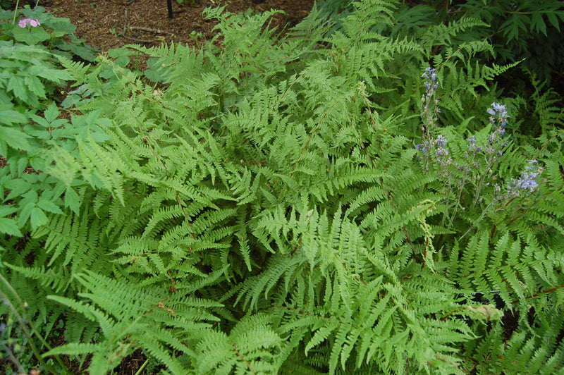 Athyrium filix-femina | Lady Fern 2 Litre