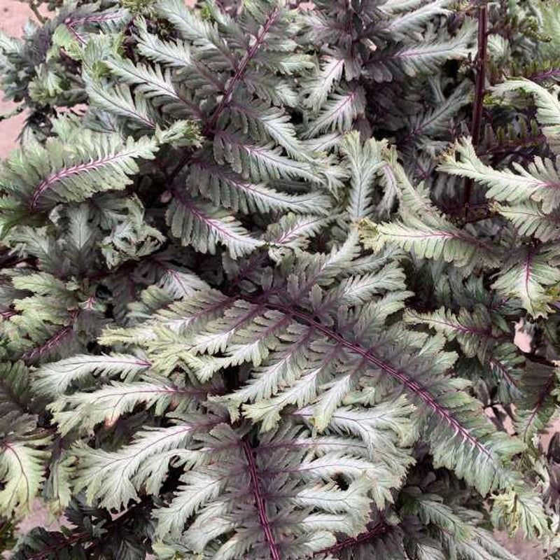 Athyrium n. 'Crested Surf' (2 Litre)