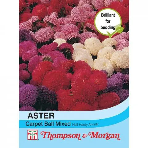 Aster 'Carpet Ball Mixed'