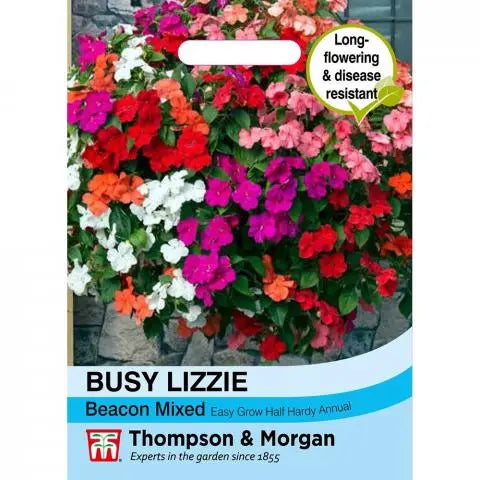 Busy Lizzie 'Beacon Mixed'