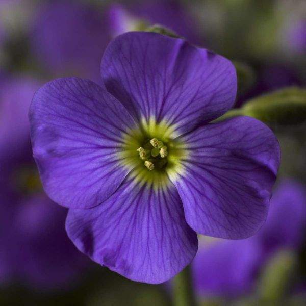 Aubrieta 'Axcent Light Blue' (9cm)