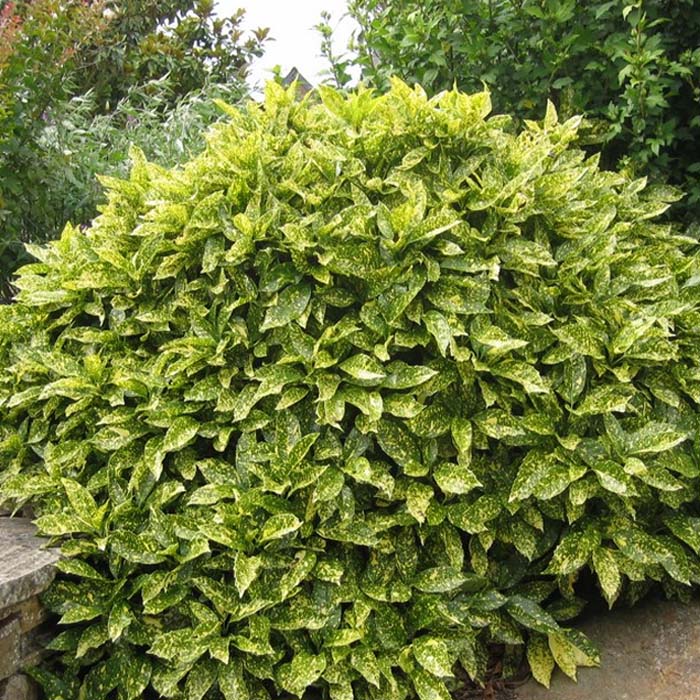 Aucuba Japonica Variegata | Variegated Japanese Laurel (2 Litre)
