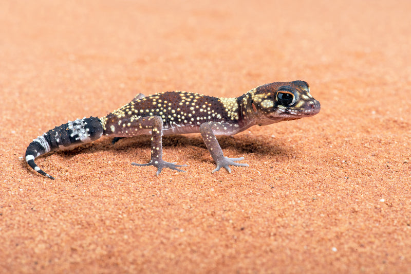 Barking Gecko