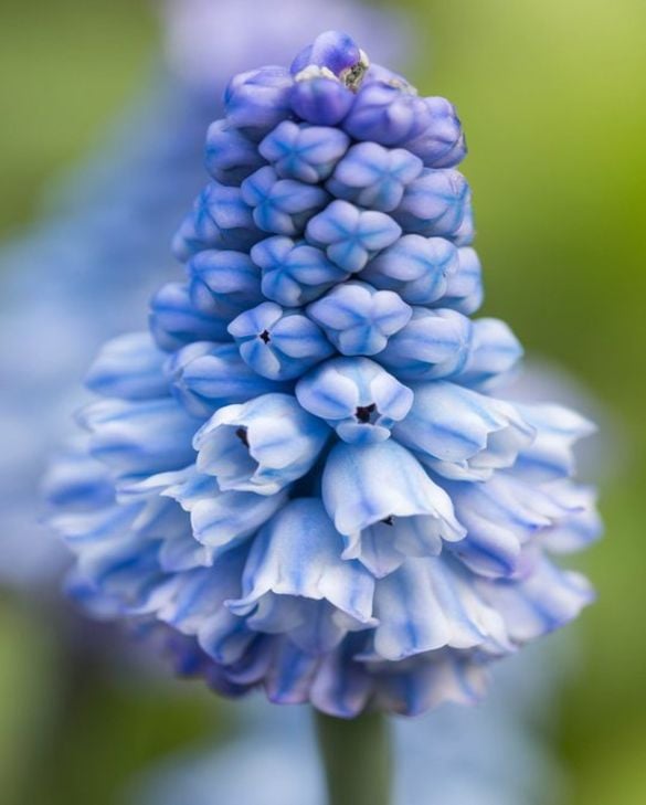 Muscari 'Azureum' | Grape Hyacinth (18 Pack)