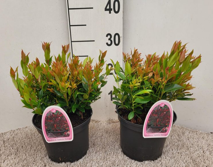 Leucothoe 'Red Lips' (2 Litre)