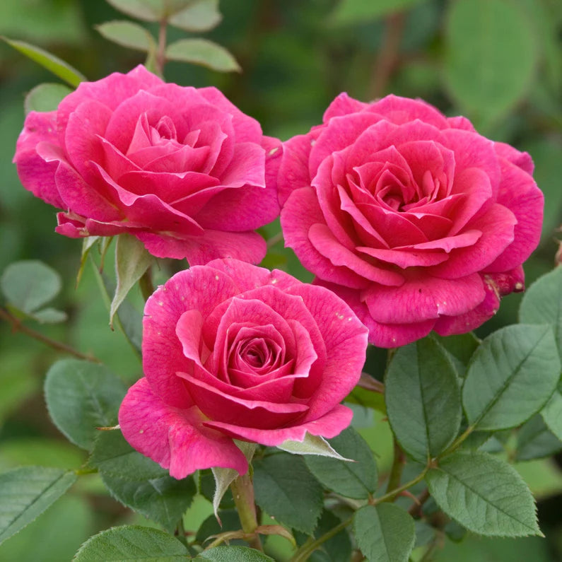 Gloriana Climbing Rose 10 Litre Jumbo Climber