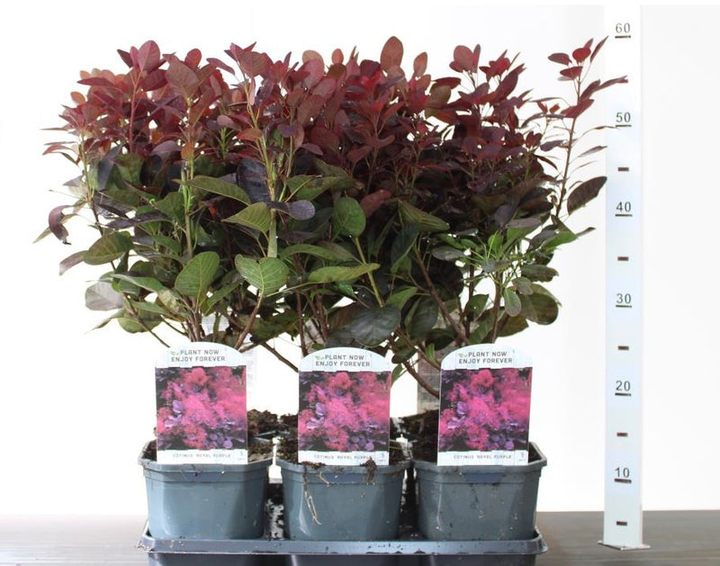 Cotinus cog. 'Royal Purple' | Purple Smokebush (2 Litre)