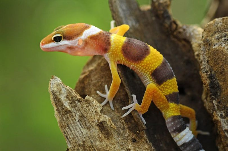 Leopard Gecko