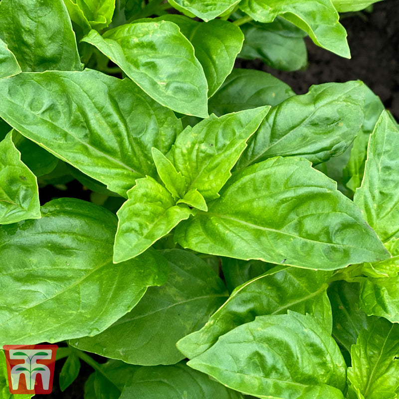 Basil 'Devotion'