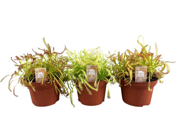 Cape Sundew | Drosera mix (P12)