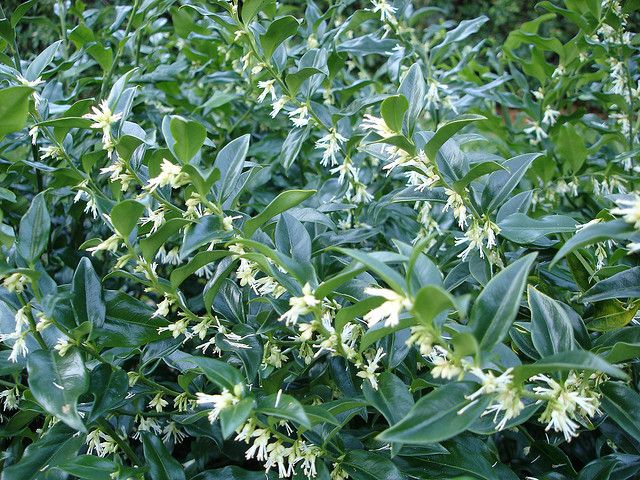 Sweet Box | Sarcococca confusa