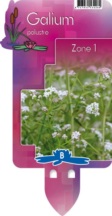 Galium palustre | Marsh Bedstraw P9
