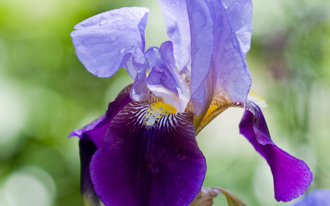 Iris germanica 'Alcazar' 2L