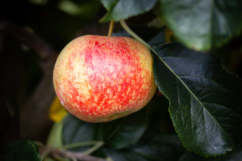 Apple 'Beauty Of Bath'