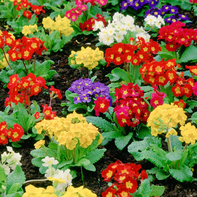 Primrose Bedding Mix Pot (10cm)