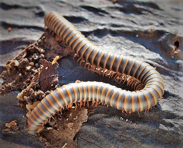 Siamese Millipede | Benoitolus siamensis