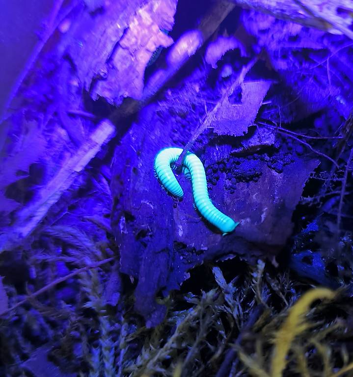 Siamese Millipede | Benoitolus siamensis