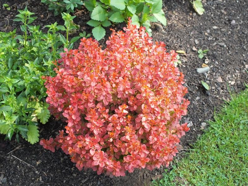 Berberis thunbergii 'Admiration' 2 Litre